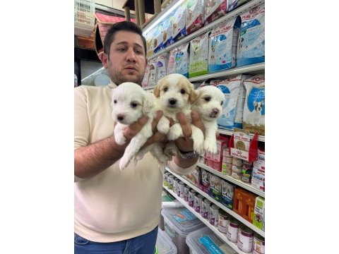 Orjinal maltipoo bebekler aşılı belgeli