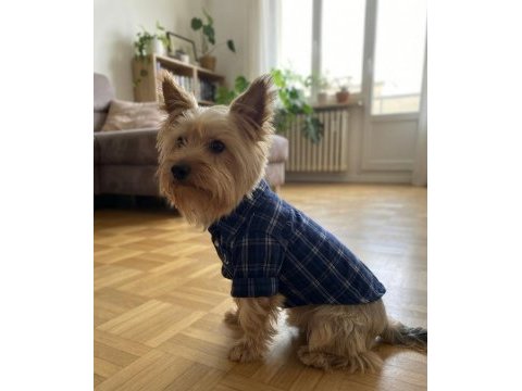 Çok uyguna full aşılı köpeğimiz