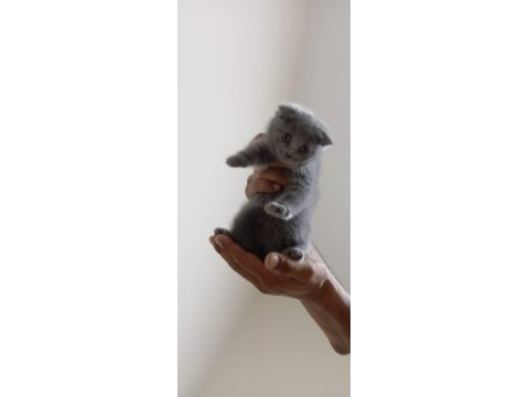 Yavrumuz çok oyuncu saf ırk scottish fold