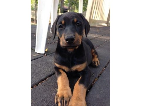 Eğitim ve bakım destekli doberman