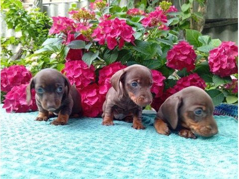Chocolatte tan mini sosis dachshund yavrular