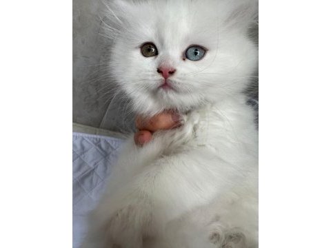 Rize içi teslim british longhair