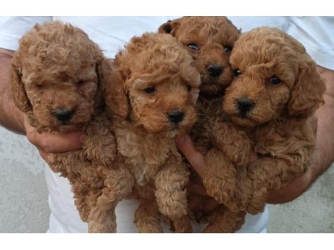 Kaliteli poodle yavrular