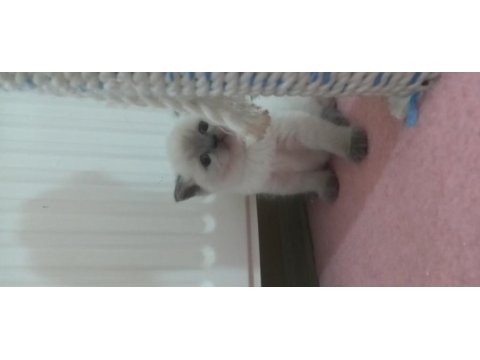 British shorthair yavru kediler