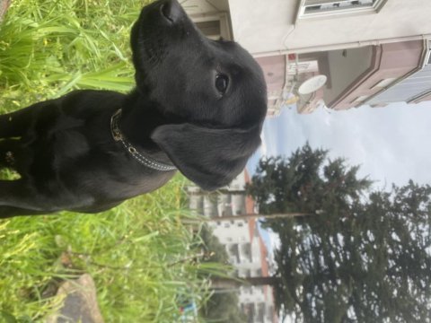 3 aylık yavru labrador siyah