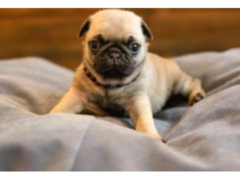 Satılık 2 aylık pug köpeğim