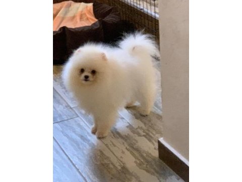 Pomeranian baby face köpeğimiz