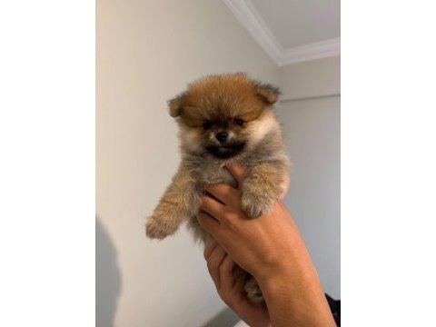 Pomeranıan boo ayı surat