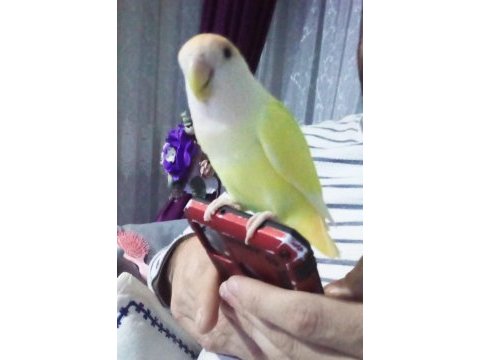 Hazır takım sevda papağanı