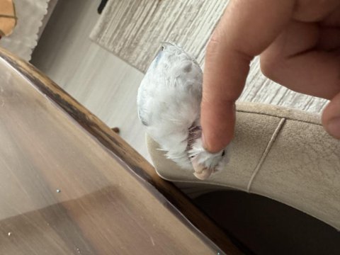 Ele gelen forpus papağanı