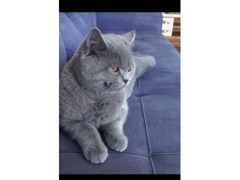 Yakışıklı british shorthair oğlum duman