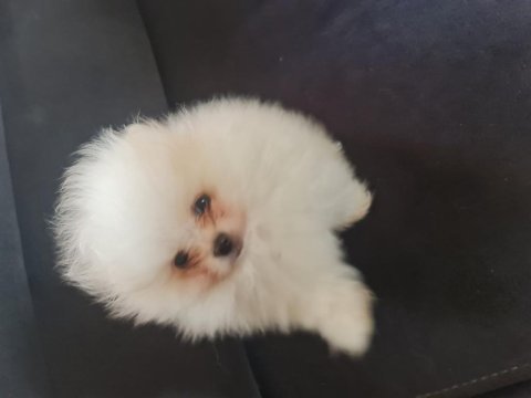 Show kalite pomeranian boo