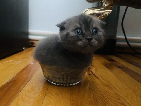 İki aylık dört scottish fold yavrumuz
