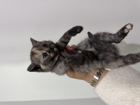 40 günlük british shorthair kırması yavrular