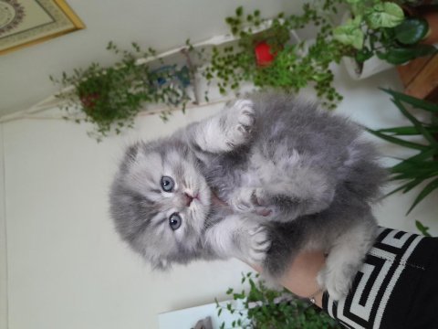 Scottish fold erkek kedimiz