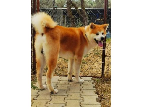 Japon akita çiftliğinden şecere belgeli yavrular