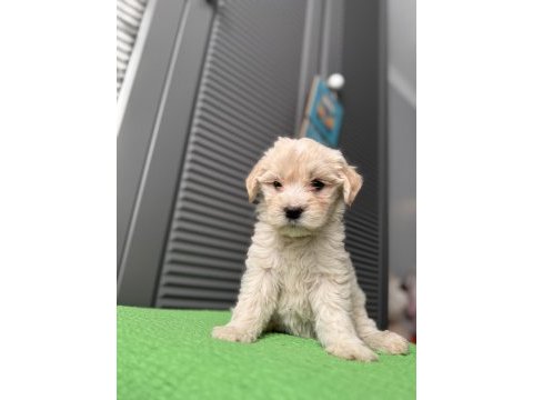 İpek gibi maltipoo
