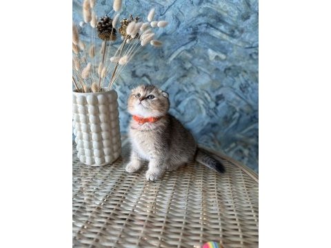 Scottish fold shorthair sıfır kulak erkek yavrular