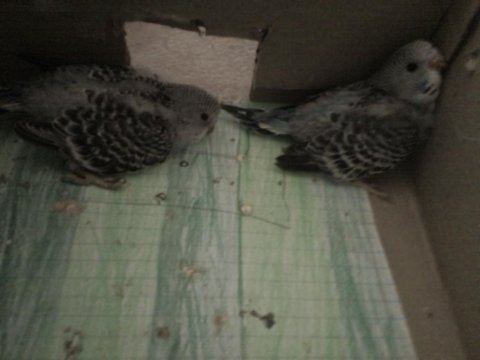 Yavru jumbo muhabbet kuşu