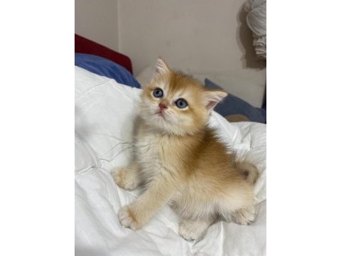 Tatlımı tatlı golden renginde kodlu safkan kedilerim