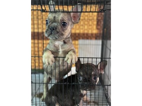 Çift dna mükemmel anatomi french bulldog