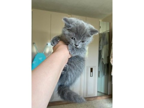 60 günlük british shorthair