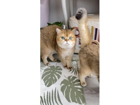 Safkan golden ny11 dişi british shorthair
