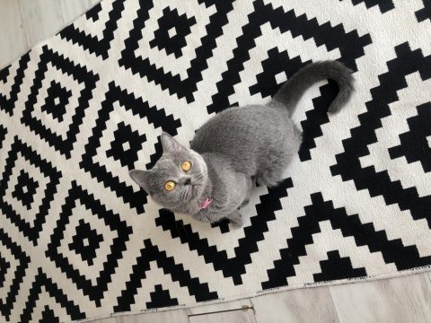 Safkan british shorthair dişi kedimize acil yuva arıyoruz