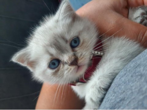 British shorthair lynx point