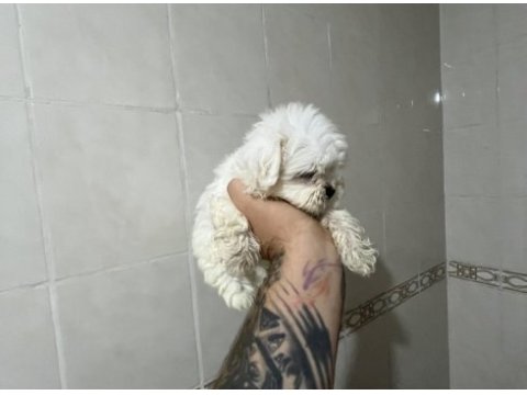 Sıfır numara kore maltese dişi