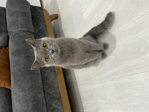 British shorthair maya kıza yuva arıyorum