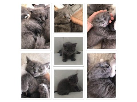Yavrularıma yeni yuvasını arıyorum scottish fold