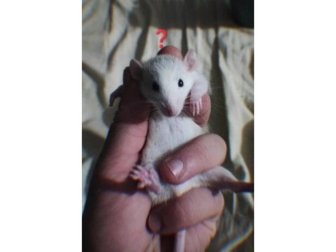 Bebek gibi rattus farelerimiz