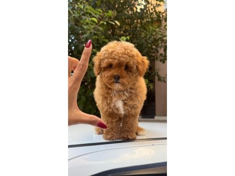 Maltipoo korean