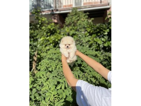 Üst kalite pomeranian boo bebek