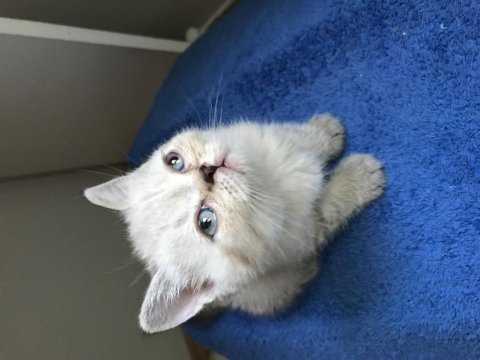 Scottish fold british shorthair yavrular