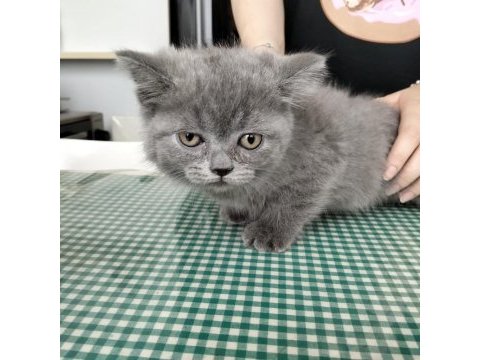 British shorthair yavruları