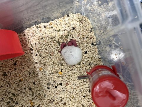 3 günlük hamsterlar
