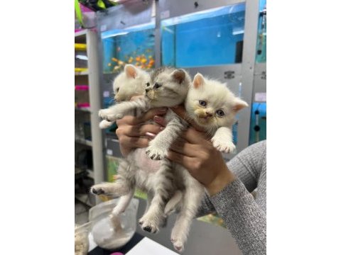 British shorthair erkek ve dişiler