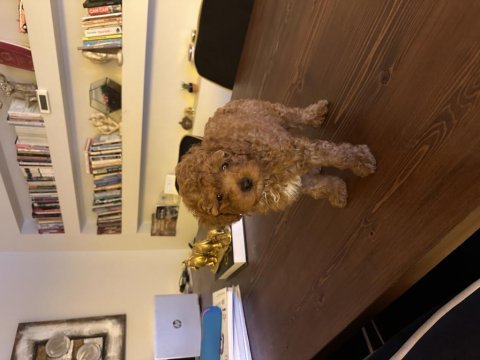 2 aylık erkek toy poodle
