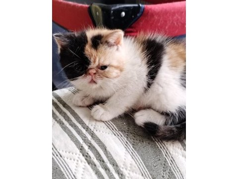 Minik exotic shorthair kızımıza yuva