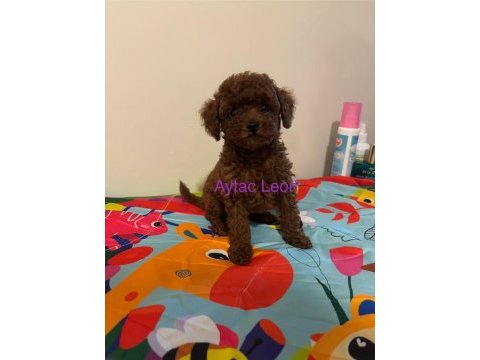 Babyface erkek toy poodle