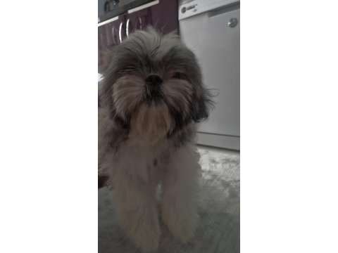 Shih-tzu yavrularımız