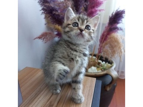 Golden black sağlıklı süper yavrular british shorthair