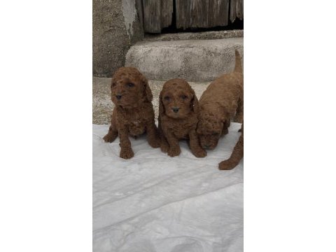 Güzelliğiyle büyüleyen red brown toy poodle