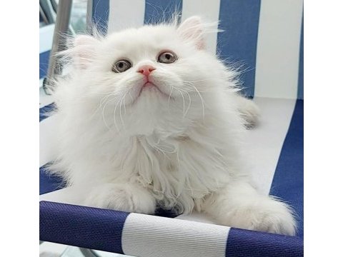British longhair kar beyaz prenses