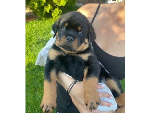 Harika rottweiler bebek köpekler
