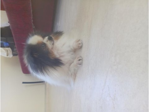 Mama parasına damızlık pomeranian