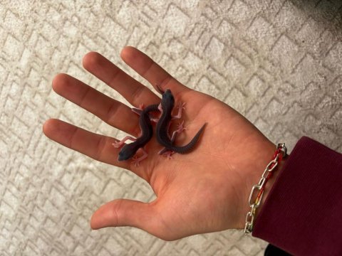 Black nghıt leopard gecko
