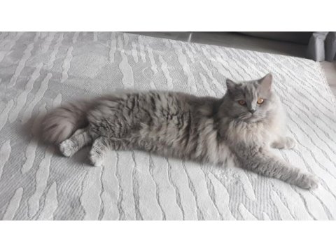8 aylık lilac renkli erkek british longhair
